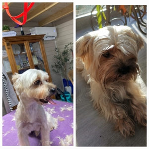 !!!Rüde mit Erfahrung!!! Bild 4