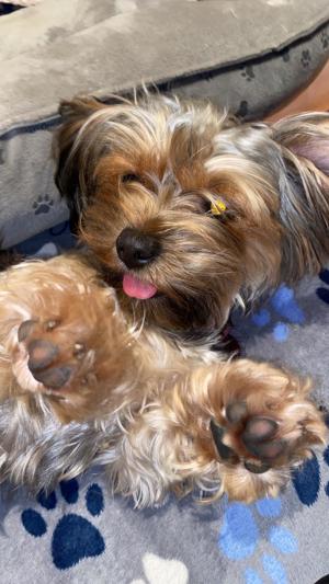 !!!Rüde mit Erfahrung!!! Bild 7