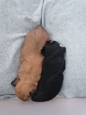 !!!Rüde mit Erfahrung!!! Bild 8