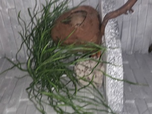 Terrarium mit oder ohne Bewohner