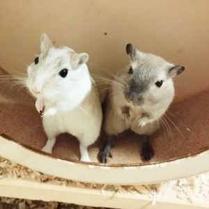 Rennmäuse aus liebevoller Hobbyzucht suchen neue Körnchengeber - mongolische Rennmaus  Gerbil Wüsten Bild 4