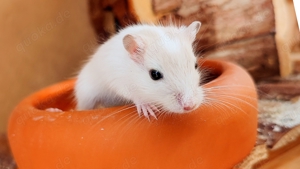 Rennmäuse aus liebevoller Hobbyzucht suchen neue Körnchengeber - mongolische Rennmaus  Gerbil Wüsten Bild 7