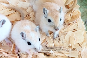Rennmäuse aus liebevoller Hobbyzucht suchen neue Körnchengeber - mongolische Rennmaus  Gerbil Wüsten Bild 3