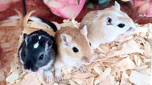 Rennmäuse aus liebevoller Hobbyzucht suchen neue Körnchengeber - mongolische Rennmaus  Gerbil Wüsten Bild 5