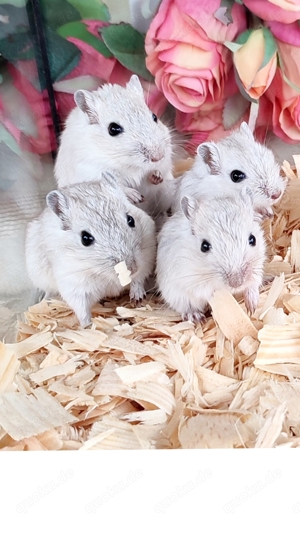 Rennmäuse aus liebevoller Hobbyzucht suchen neue Körnchengeber - mongolische Rennmaus  Gerbil Wüsten Bild 10