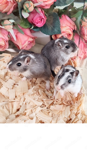 Rennmäuse aus liebevoller Hobbyzucht suchen neue Körnchengeber - mongolische Rennmaus  Gerbil Wüsten Bild 8