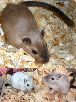 Rennmäuse aus liebevoller Hobbyzucht suchen neue Körnchengeber - mongolische Rennmaus  Gerbil Wüsten Bild 9
