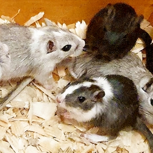 Rennmäuse aus liebevoller Hobbyzucht suchen neue Körnchengeber - mongolische Rennmaus  Gerbil Wüsten Bild 2