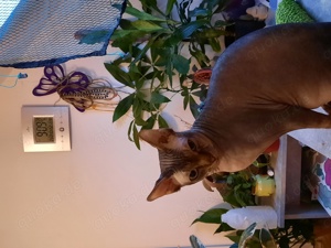 Dunkler Sphinx Deckkater  .2 Jahre alt