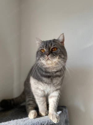 BKH kater 