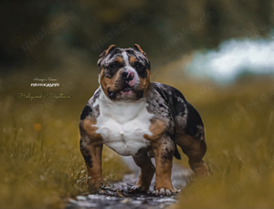 American Bully Hollywood's Tinseltown Deckrüde 