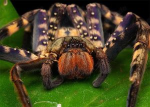 Suche Heteropoda lunula & davidbowie