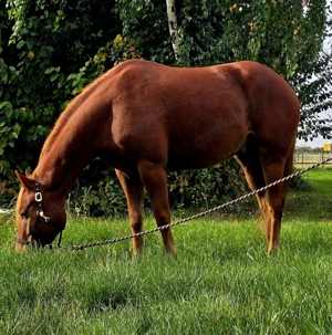 RTB Western für Jungpferd 