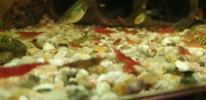 15 Garnelen gemischt 