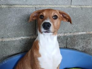 Hundekind JOCA wünscht sich eine Familie mit Herz