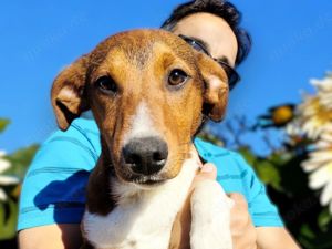 Hundekind JAX sucht liebevolles Daheim