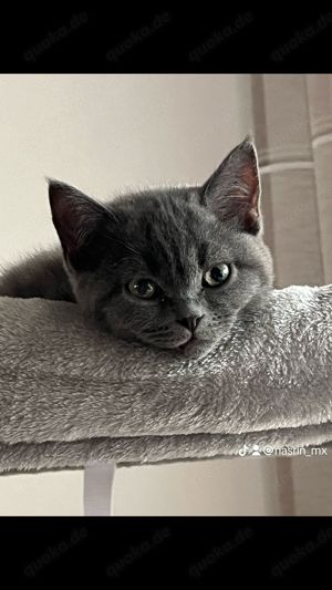 bkh katze