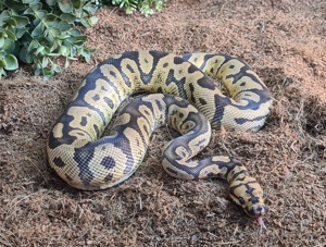 Königspython Confusion Clown Männchen NZ23 Bild 2