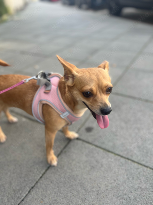 2 Hunde ein liebes zuhause 