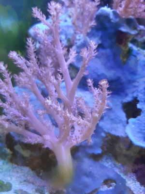 Keniabäumchen Korallen Meerwasser Aquarium  Bild 3