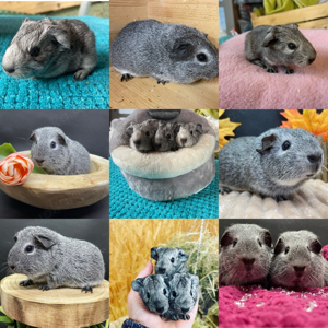 Meerschweinchen abzugeben 