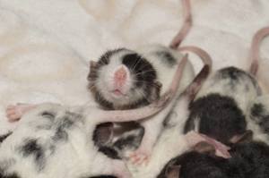 Zuckersüsser Ratten Nachwuchs aus liebevoller Zucht 