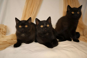 Katzen & Katzenbabys in Bad Salzuflen kaufen, verkaufen & zu verschenken