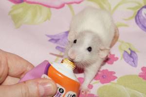  Rattennachwuchs aus liebevoller Zucht