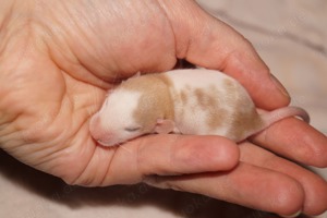 Frankfurter-Rats - Warteliste Bild 8