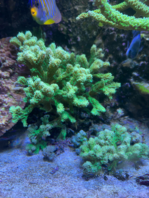 Korallenableger, Acropora, Montipora, Euphyllia, Caulastrea,... Bild 7