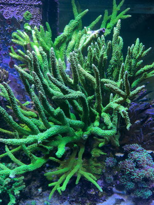Korallenableger, Acropora, Montipora, Euphyllia, Caulastrea,... Bild 6