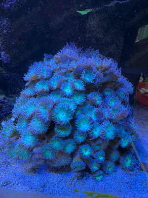 Korallenableger, Acropora, Montipora, Euphyllia, Caulastrea,... Bild 9