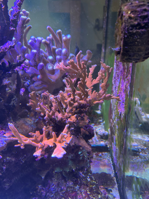 Korallenableger, Acropora, Montipora, Euphyllia, Caulastrea,... Bild 8