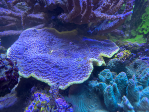 Korallenableger, Acropora, Montipora, Euphyllia, Caulastrea,... Bild 10