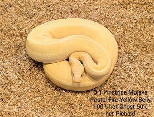 Königspyton abzugeben (Piebald, Albino, Ultramel, Mojave usw )