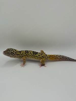 Leopardgecko Männchen zu Verkaufen