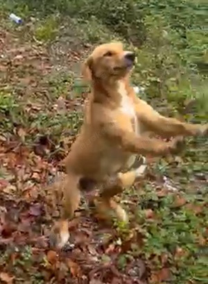 Menschen mit großem Herz als Pflegestelle für unsere Fellnasen gesucht Bild 4