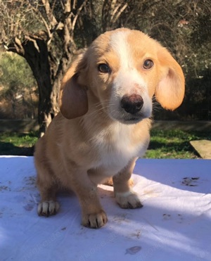 Menschen mit großem Herz als Pflegestelle für unsere Fellnasen gesucht Bild 5