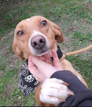 Menschen mit großem Herz als Pflegestelle für unsere Fellnasen gesucht Bild 3