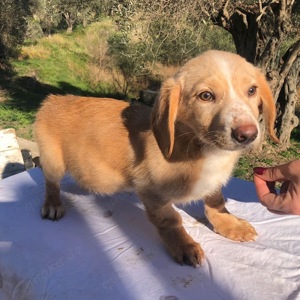 Menschen mit großem Herz als Pflegestelle für unsere Fellnasen gesucht Bild 6