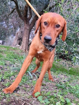 Menschen mit großem Herz als Pflegestelle für unsere Fellnasen gesucht Bild 8