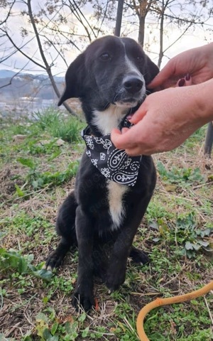 Menschen mit großem Herz als Pflegestelle für unsere Fellnasen gesucht Bild 10