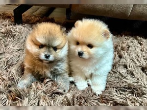 Susss Pomeranian zwrgspitz welpen