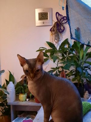 Sphinx Deckater  dunkel  