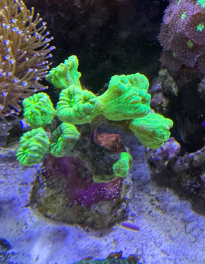 Caulastrea Furcata  Neon LPS Koralle - super Anfängerkoralle Nachzucht