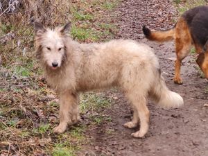 Irischer Wolfshund Mix Bild 3