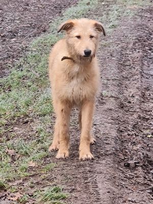 Irischer Wolfshund Mix Bild 2