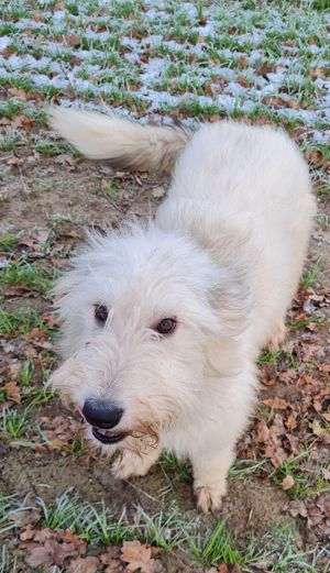 Irischer Wolfshund Mix Bild 7