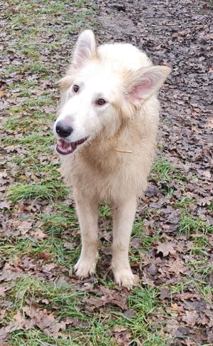 Irischer Wolfshund Mix Bild 6