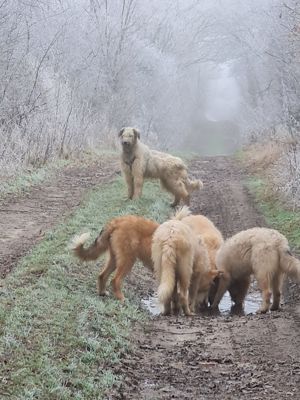 Irischer Wolfshund Mix Bild 8